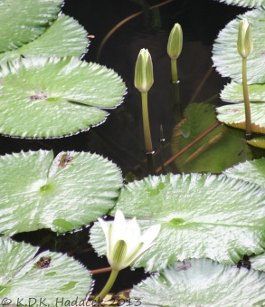 Allerton water lilly 4 CW