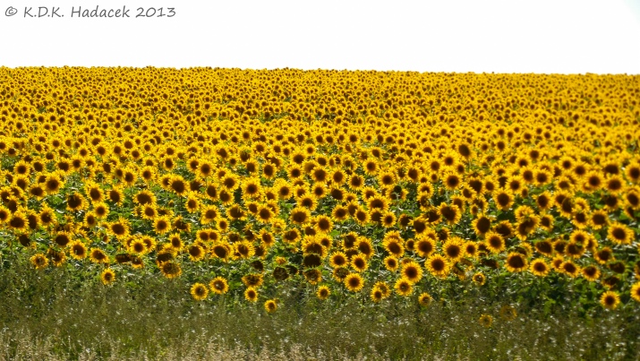 sunflower field 1 CW